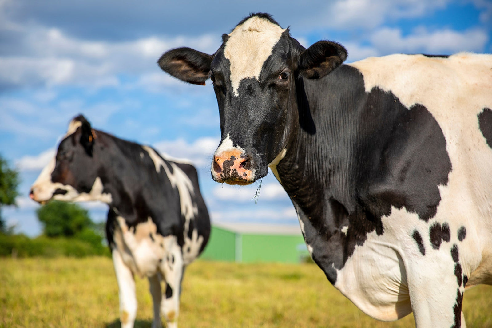 Why No Label Nutrition™ Only Uses New Zealand Based Whey Protein