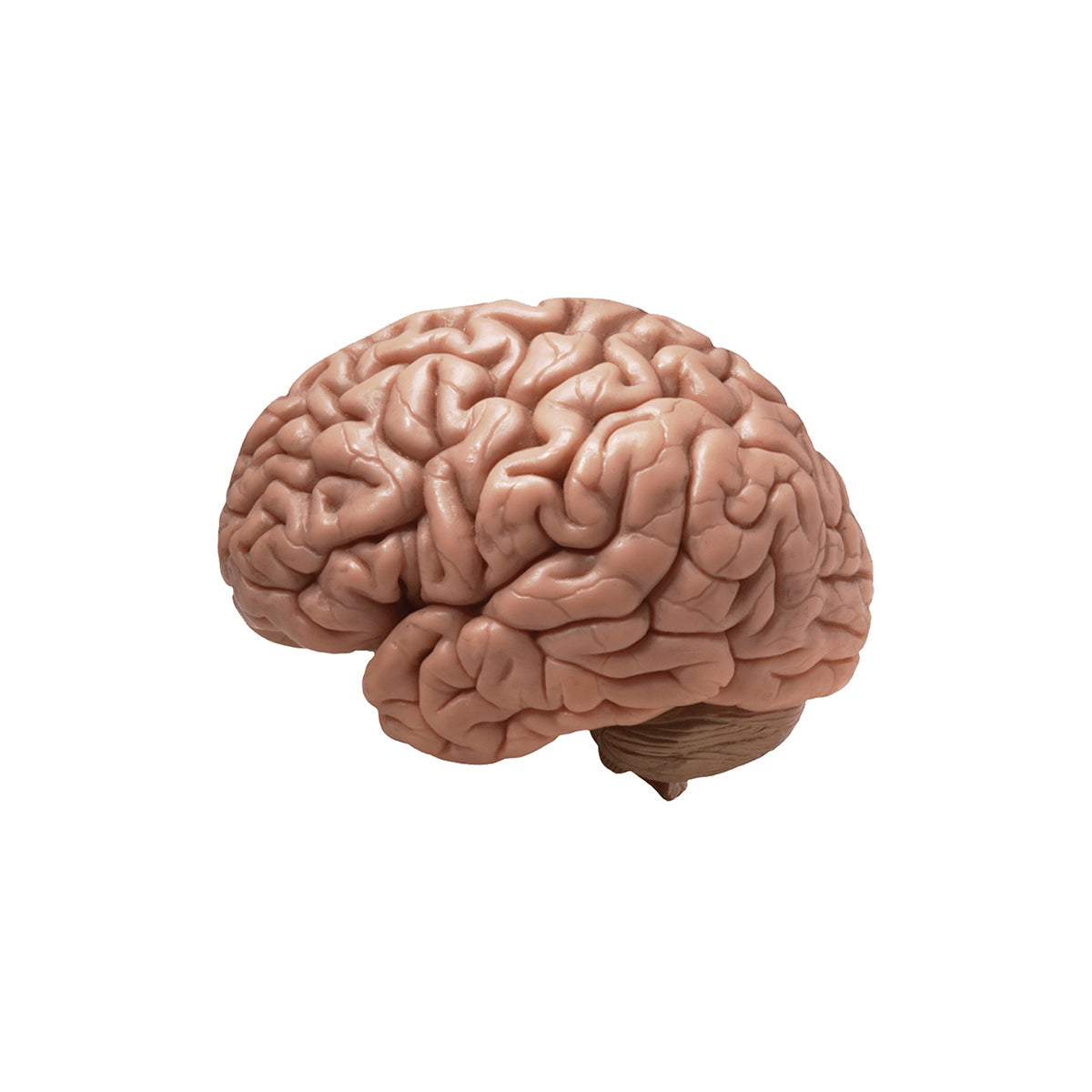 A human brain