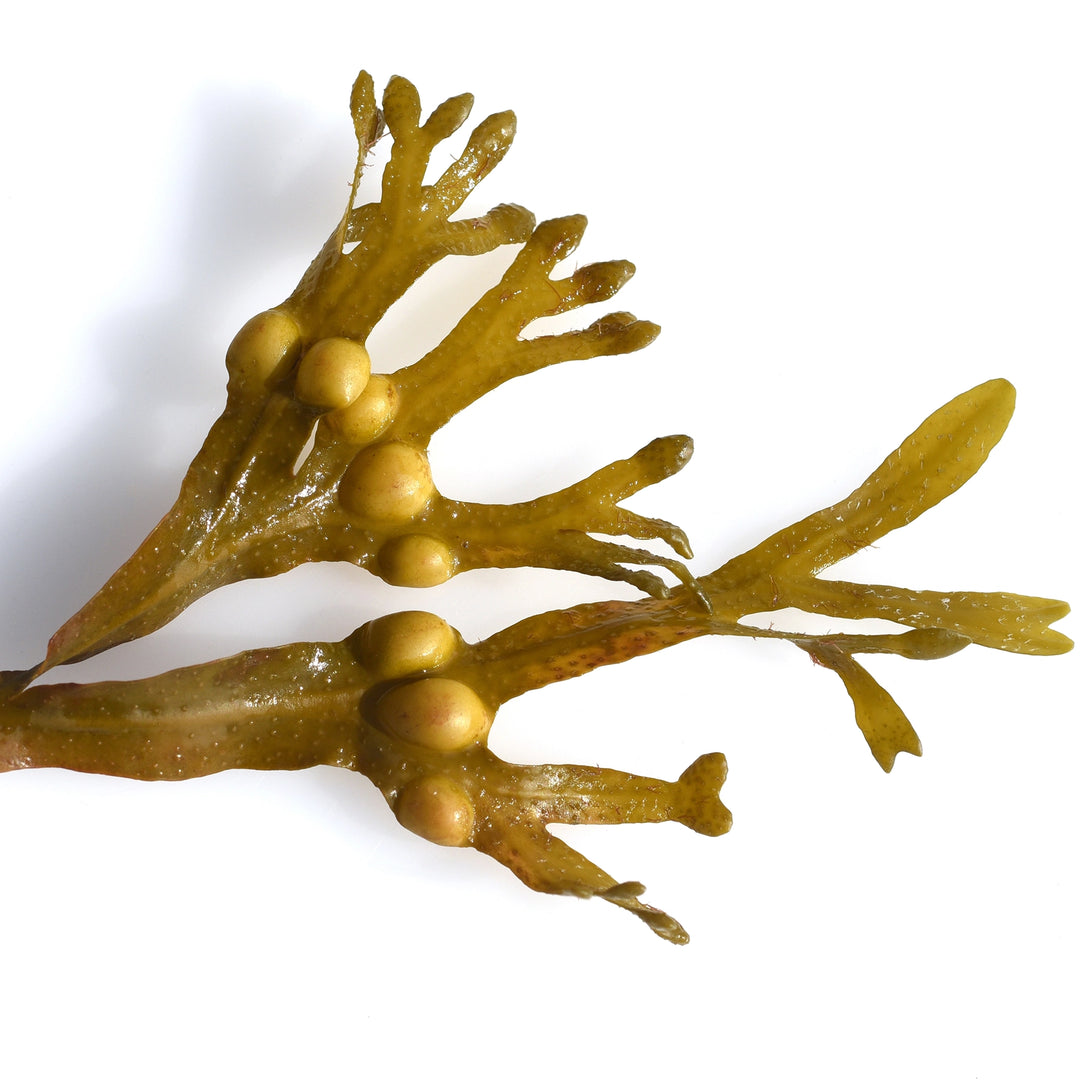 Bladderwrack with a white background
