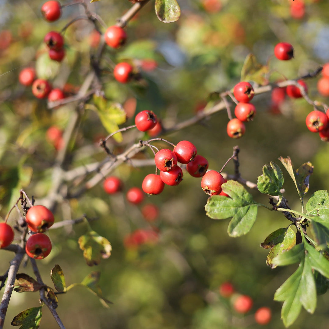 Hawthorn berries growing on a branch