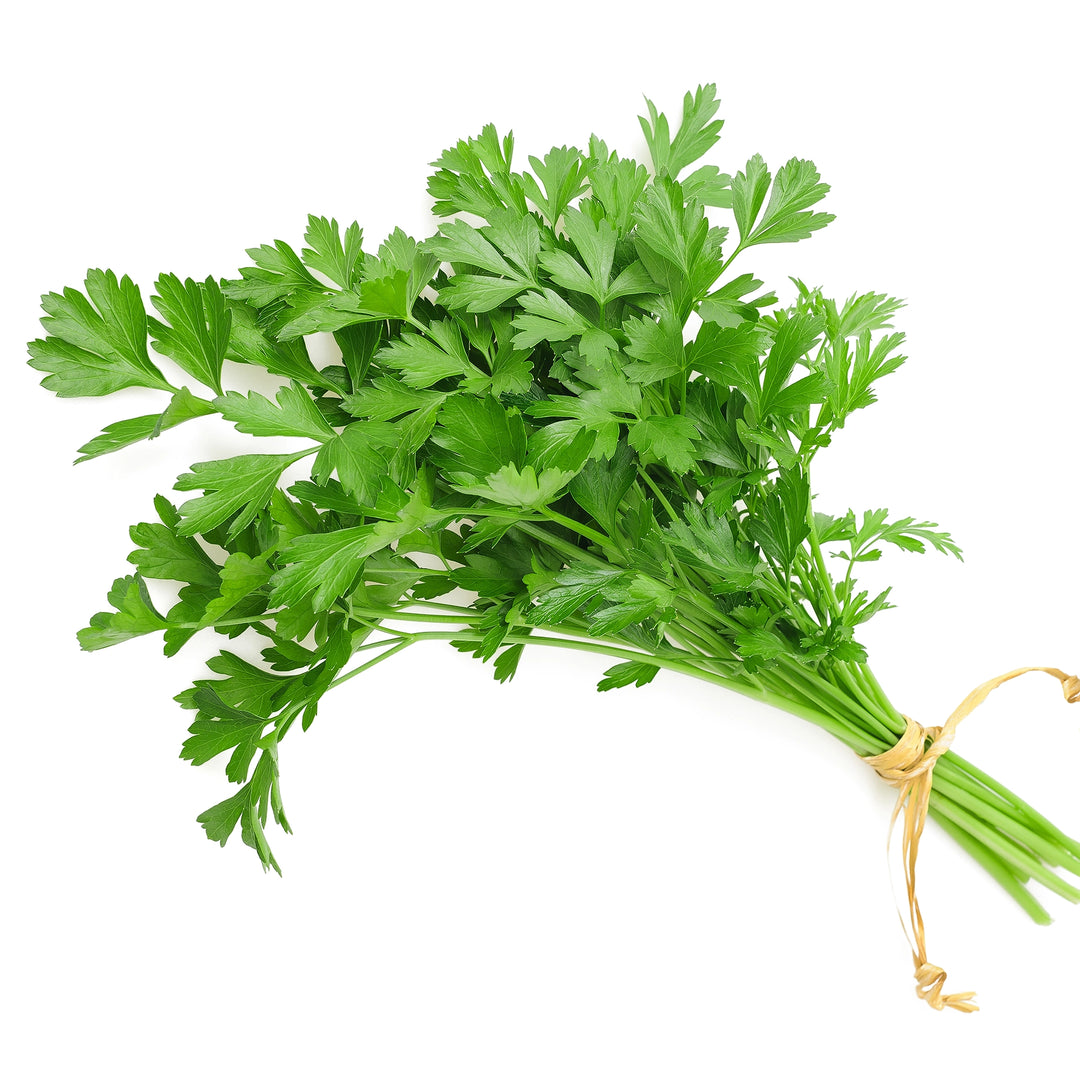 A bundle of Parsley on a white background
